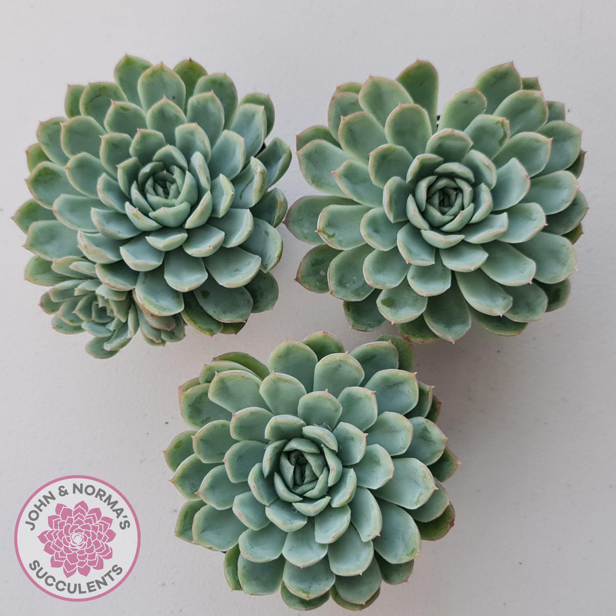 Echeveria 'Schichi Kuksi' - Lindsayana x Elegans