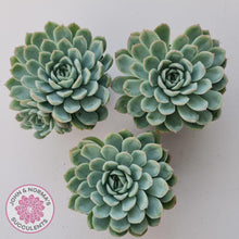 Load image into Gallery viewer, Echeveria 'Schichi Kuksi' - Lindsayana x Elegans - John & Norma's Succulents Australia