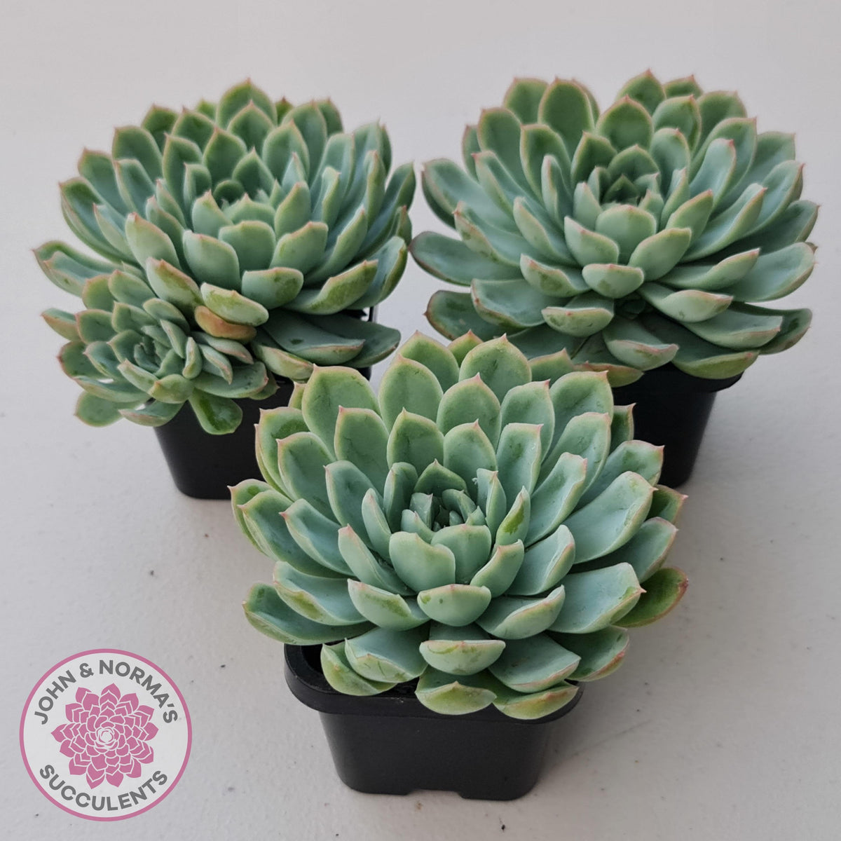 Echeveria 'Schichi Kuksi' - Lindsayana x Elegans