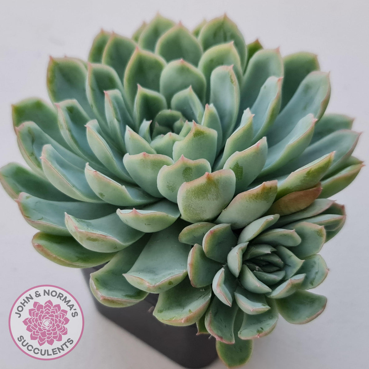 Echeveria 'Schichi Kuksi' - Lindsayana x Elegans