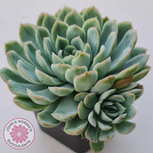 Load image into Gallery viewer, Echeveria 'Schichi Kuksi' - Lindsayana x Elegans - John & Norma's Succulents Australia
