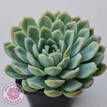 Load image into Gallery viewer, Echeveria 'Schichi Kuksi' - Lindsayana x Elegans - John & Norma's Succulents Australia