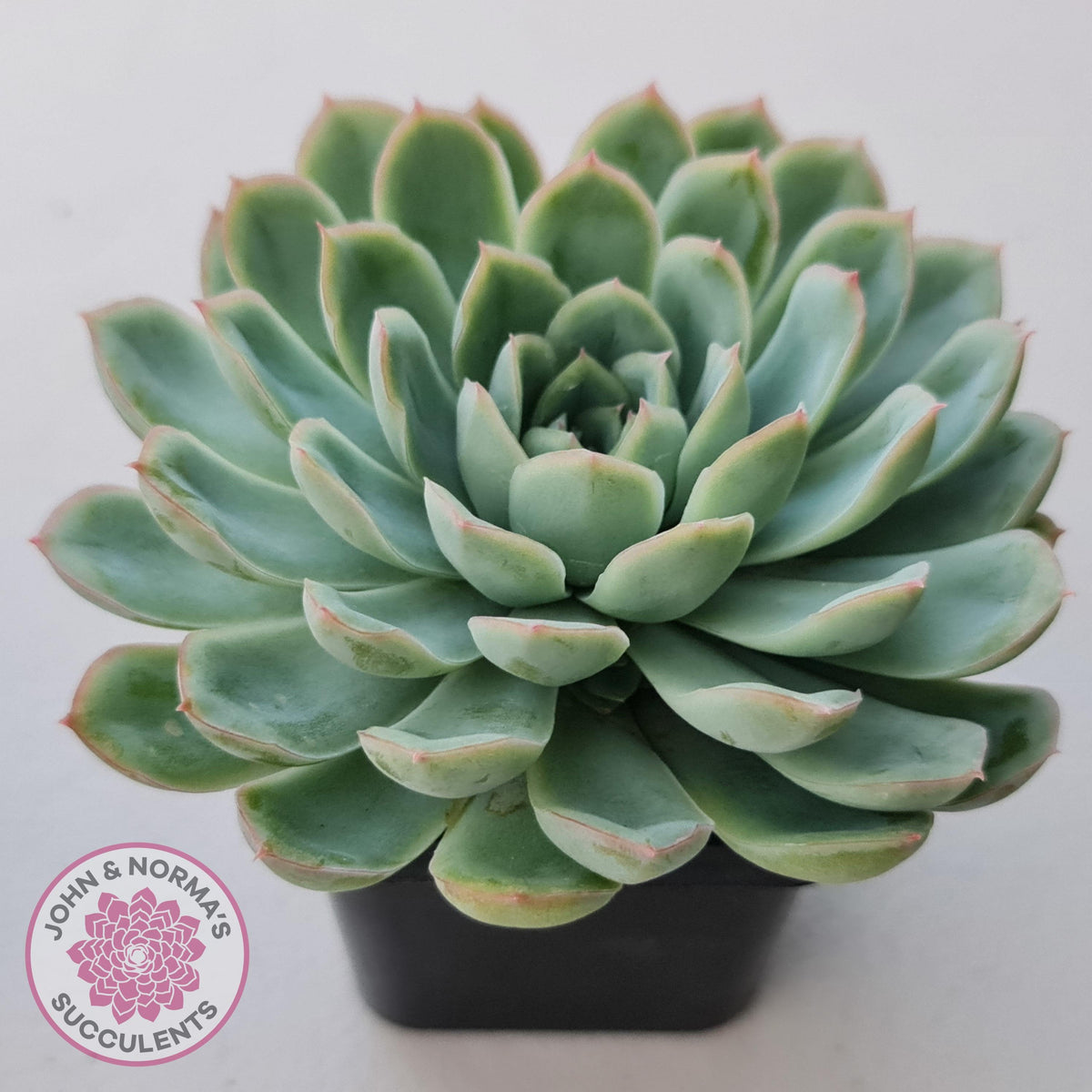 Echeveria 'Schichi Kuksi' - Lindsayana x Elegans