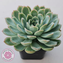 Load image into Gallery viewer, Echeveria 'Schichi Kuksi' - Lindsayana x Elegans - John & Norma's Succulents Australia