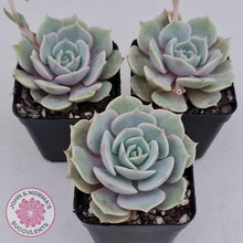 Load image into Gallery viewer, Echeveria Lola - John & Norma's Succulents