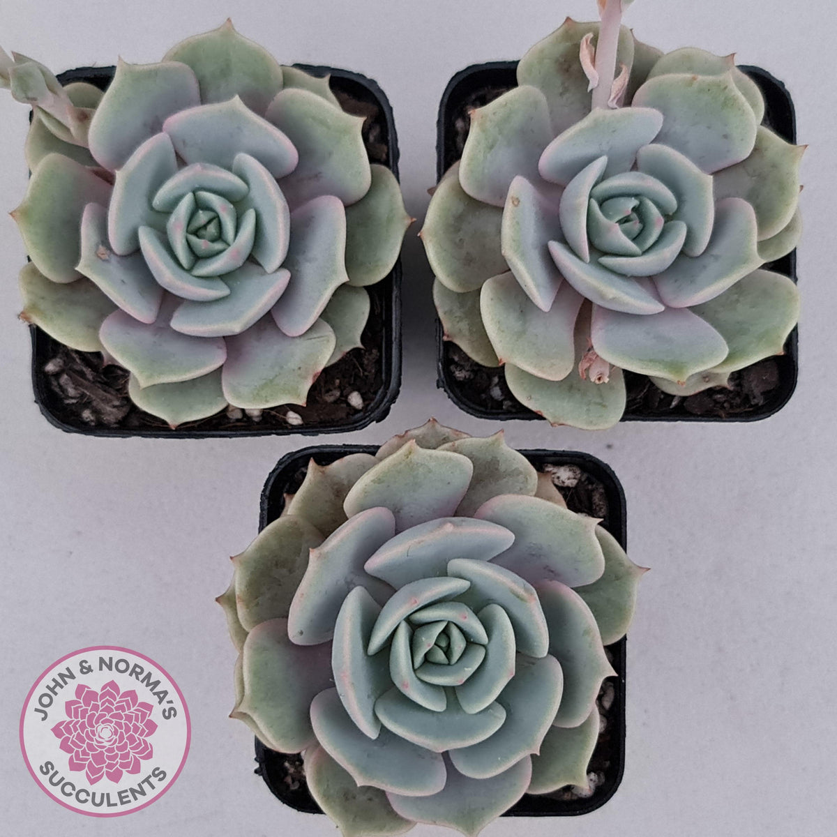 Echeveria Lola