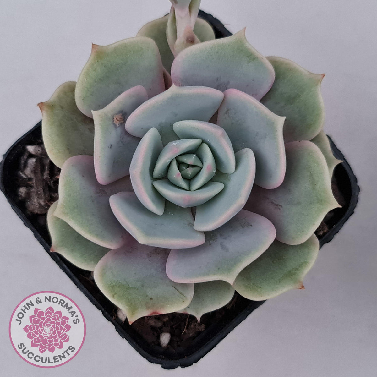 Echeveria Lola