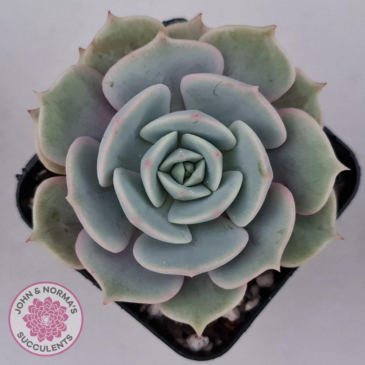 Echeveria Lola