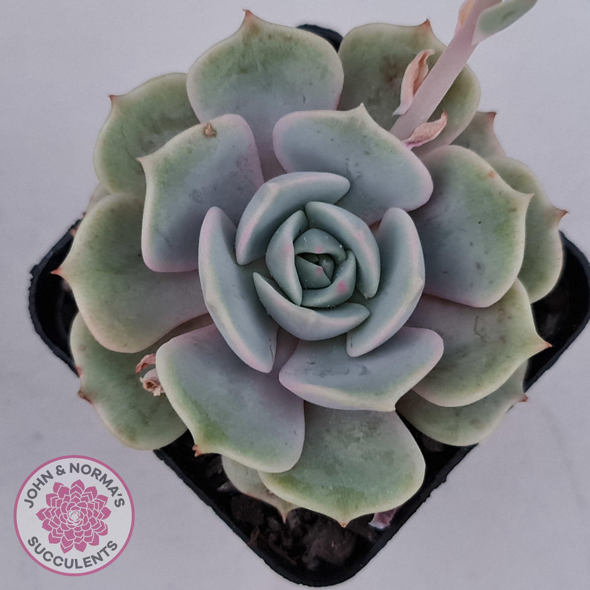Echeveria Lola