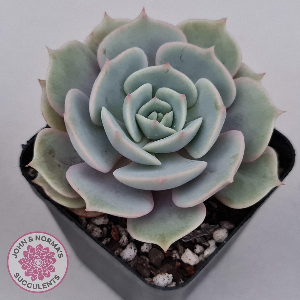 Echeveria Lola
