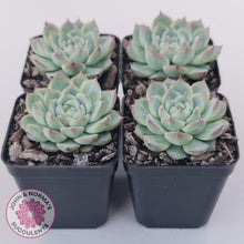 Load image into Gallery viewer, Echeveria 'Lone Star' - John & Norma's Succulents Australia