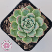Load image into Gallery viewer, Echeveria 'Lone Star' - John & Norma's Succulents Australia