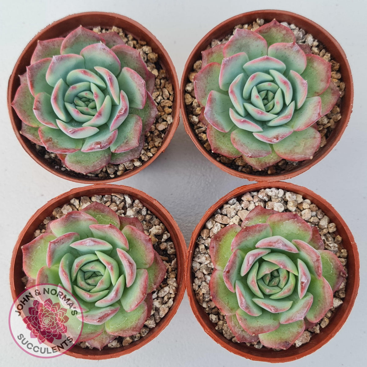 Echeveria 'Love Heart'