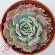 Load image into Gallery viewer, Echeveria 'Love Heart' - John & Norma's Succulents Australia