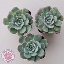 Load image into Gallery viewer, Echeveria 'Lovely Bear'