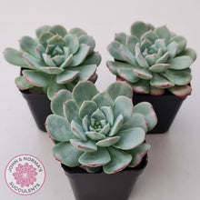 Load image into Gallery viewer, Echeveria 'Lovely Bear'
