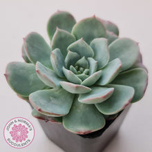 Load image into Gallery viewer, Echeveria 'Lovely Bear'