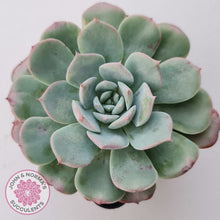 Load image into Gallery viewer, Echeveria 'Lovely Bear'