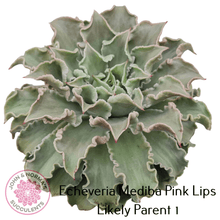 Load image into Gallery viewer, Echeveria Red Madiba - John & Norma's Succulents