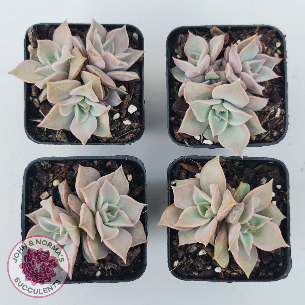 Echeveria 'Madiba' - Pink Lips