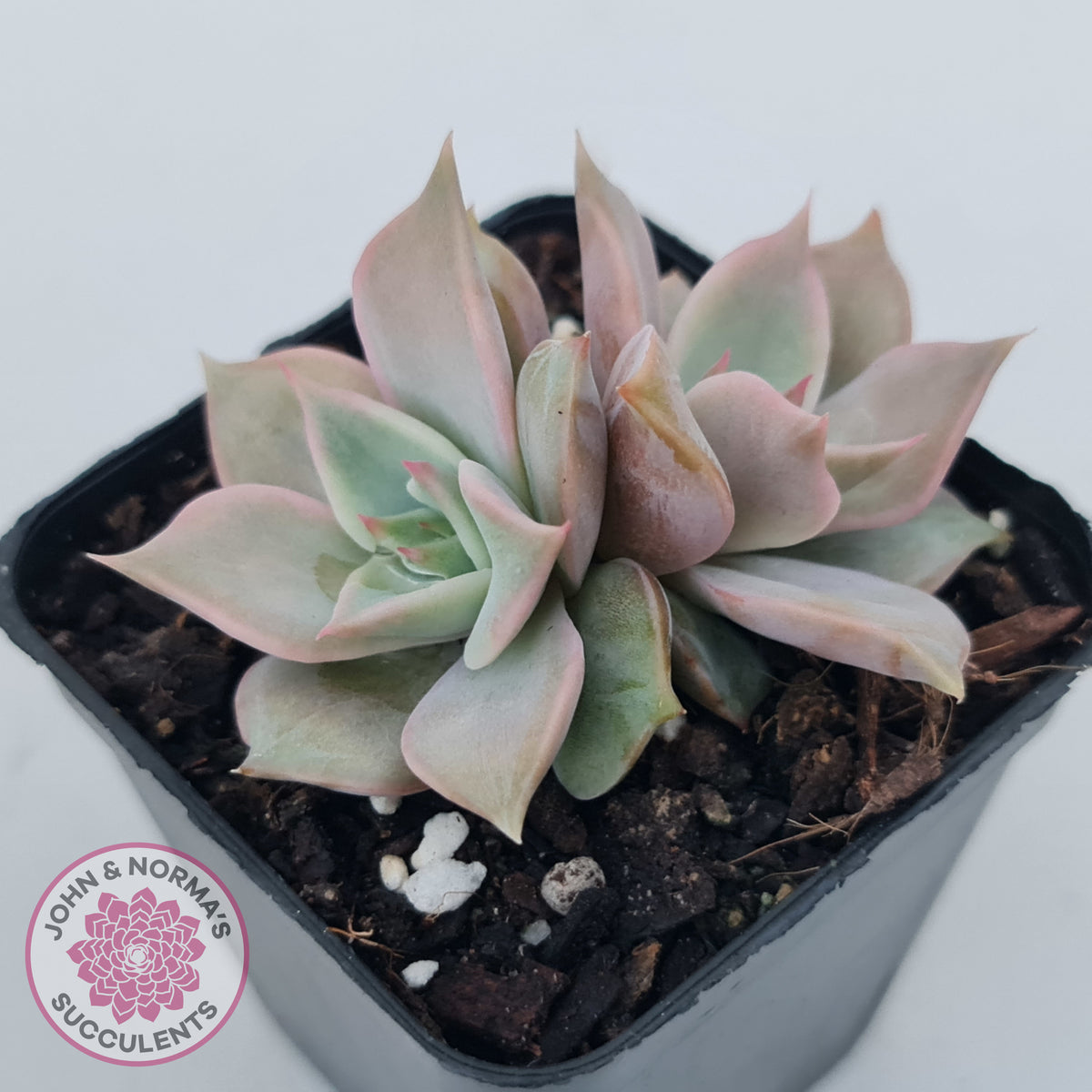Echeveria 'Madiba' - Pink Lips
