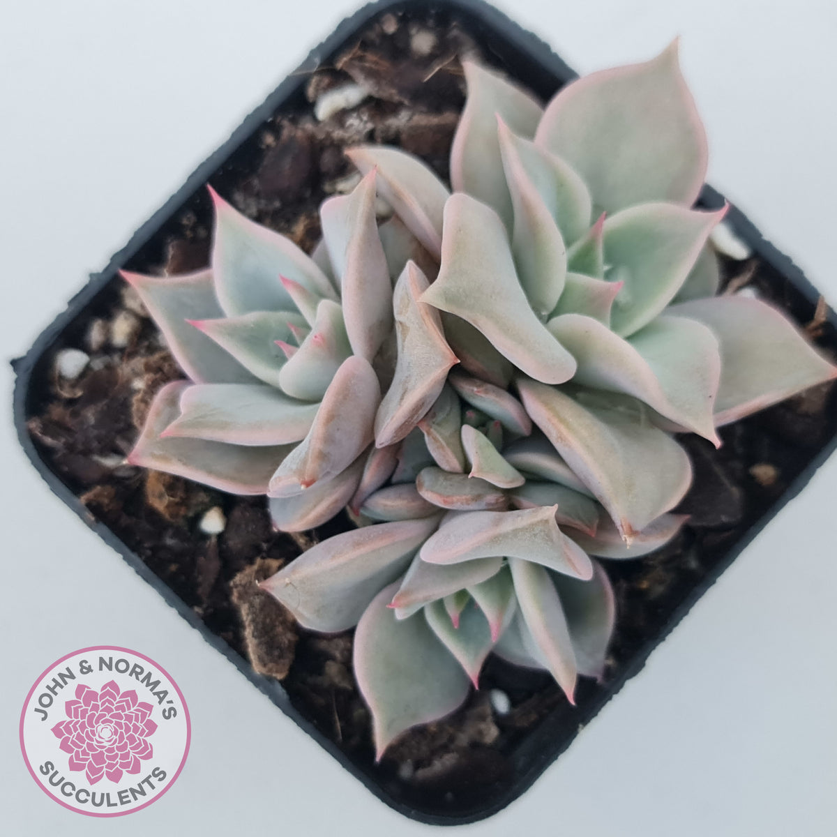 Echeveria 'Madiba' - Pink Lips