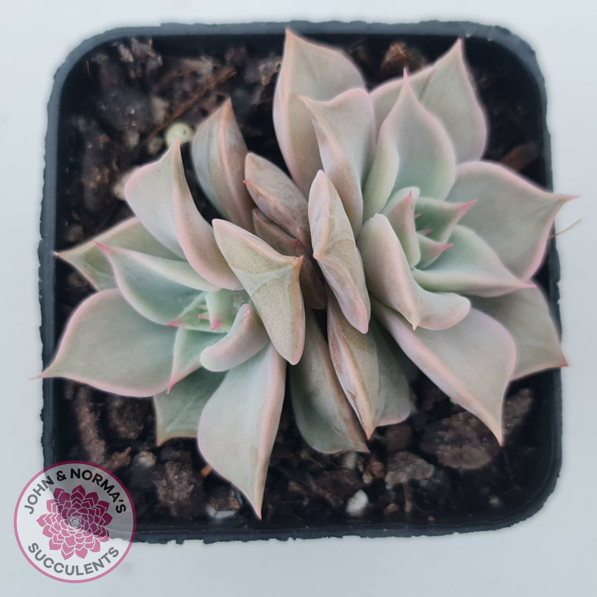 Echeveria 'Madiba' - Pink Lips
