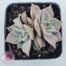 Load image into Gallery viewer, Echeveria 'Madiba' - Pink Lips