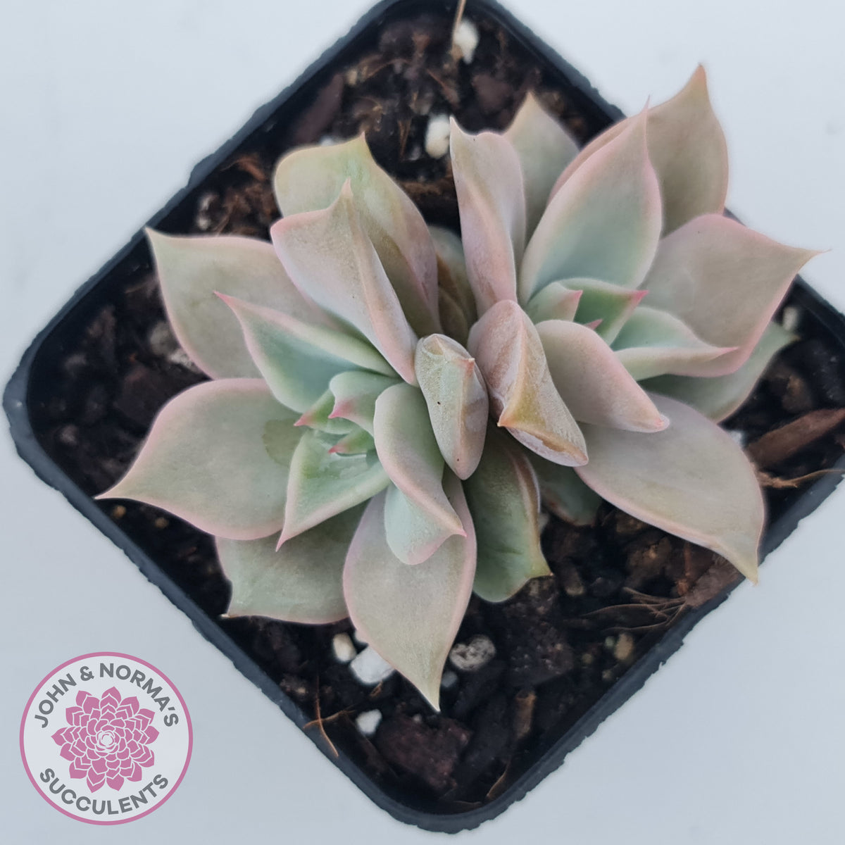 Echeveria 'Madiba' - Pink Lips