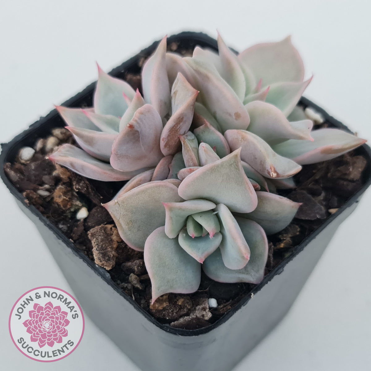 Echeveria 'Madiba' - Pink Lips