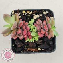 Load image into Gallery viewer, Echeveria manaudes - John & Norma's Succulents