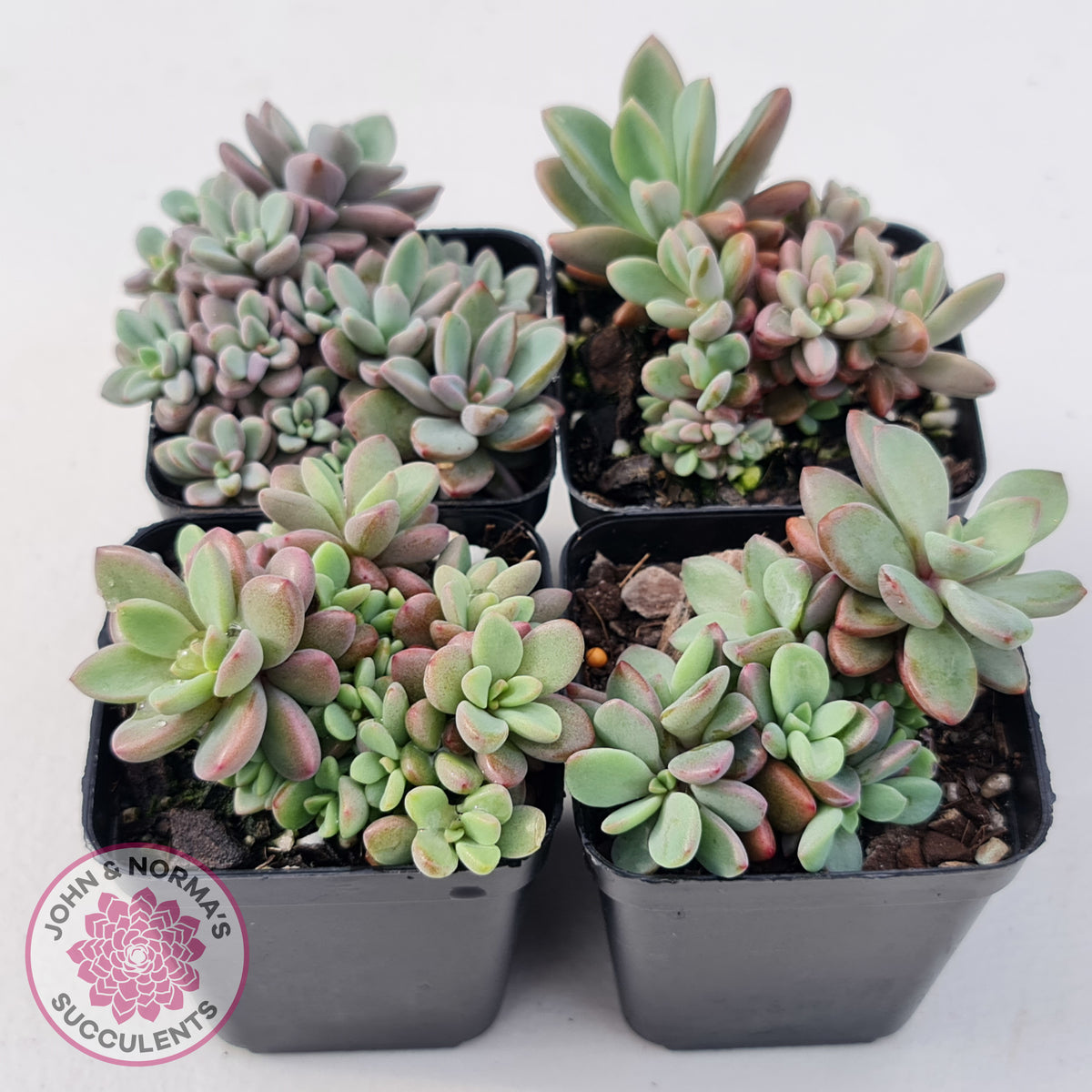 Echeveria manaudes