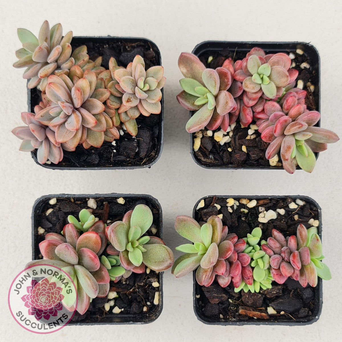 Echeveria manaudes