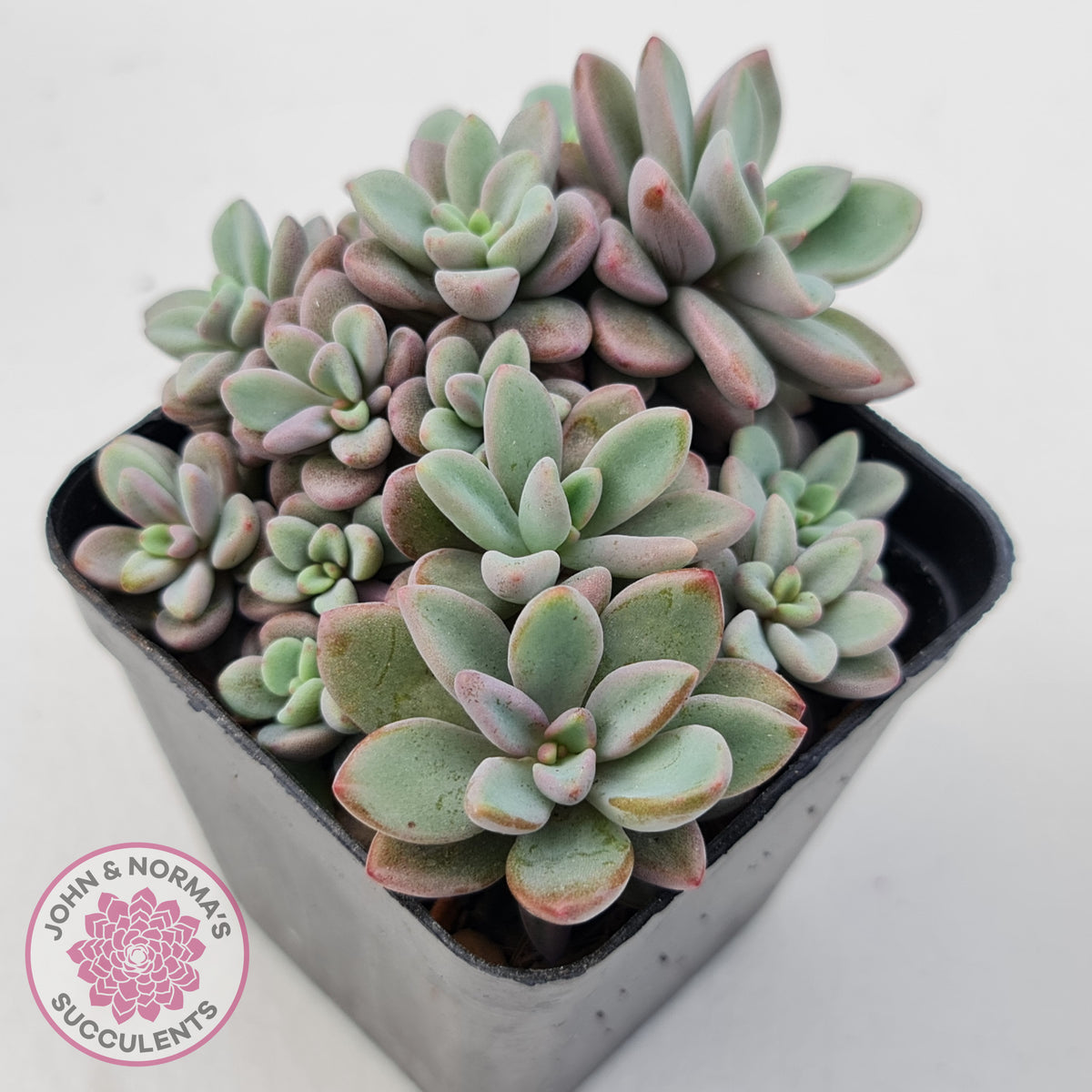 Echeveria manaudes