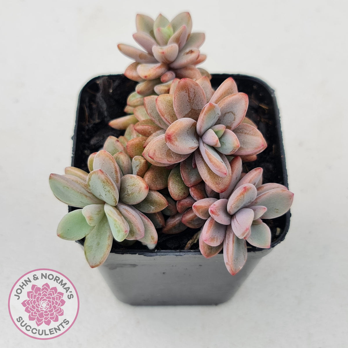 Echeveria manaudes