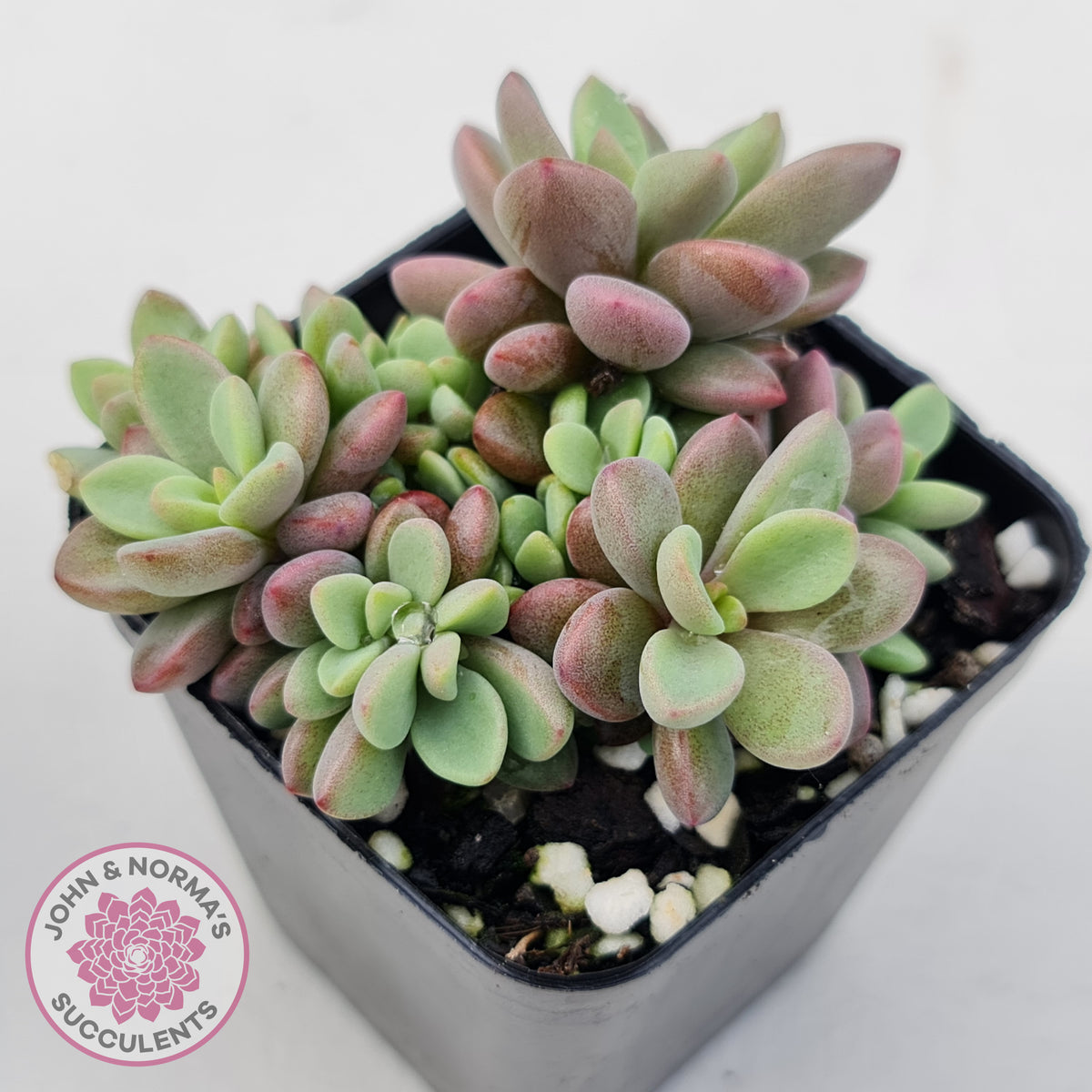 Echeveria manaudes