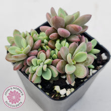 Load image into Gallery viewer, Echeveria manaudes