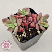 Load image into Gallery viewer, Echeveria manaudes - John & Norma's Succulents