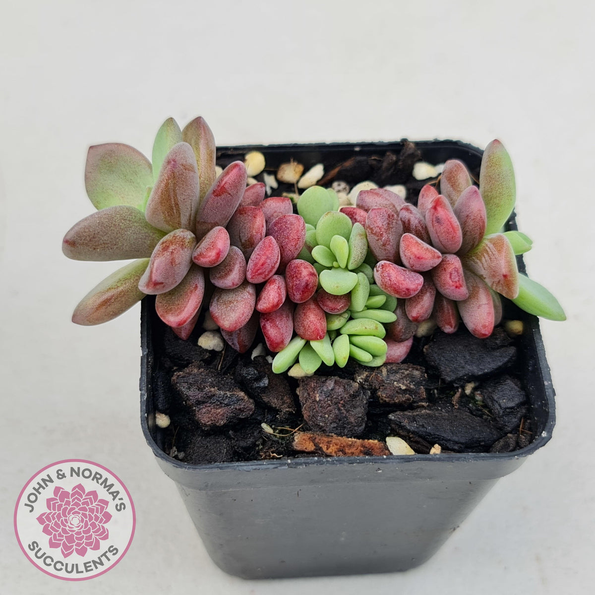 Echeveria manaudes