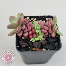 Load image into Gallery viewer, Echeveria manaudes - John & Norma's Succulents