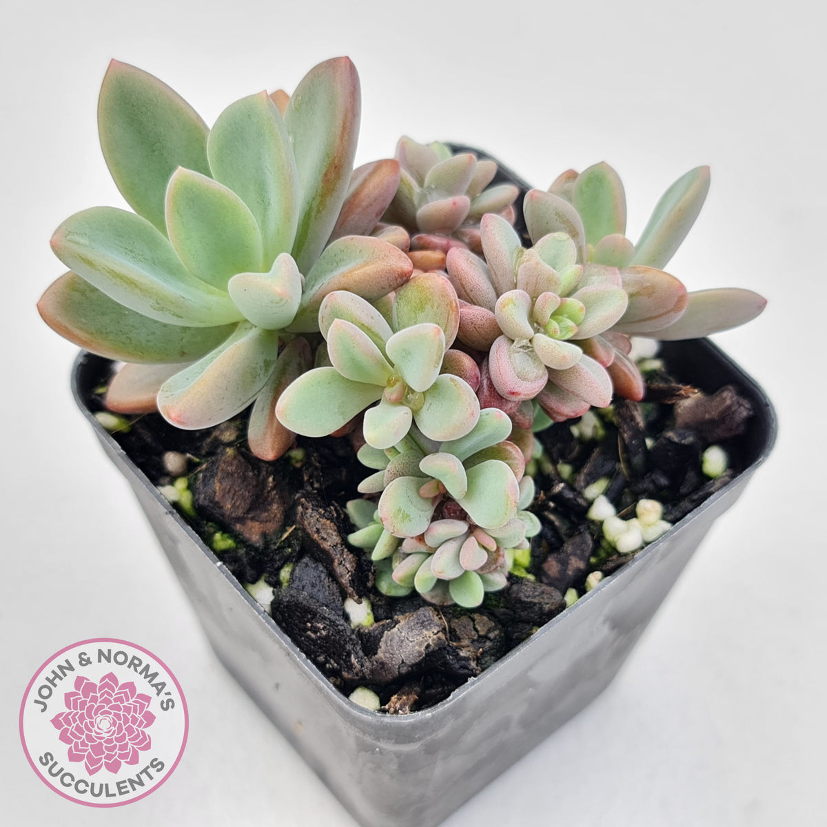 Echeveria manaudes