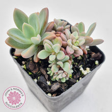 Load image into Gallery viewer, Echeveria manaudes