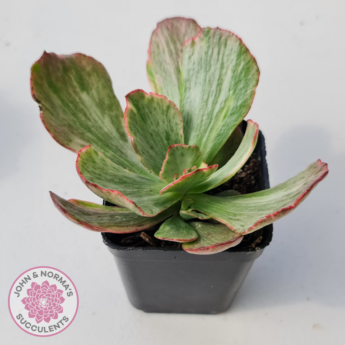 Echeveria Marijah Red & White Variegata