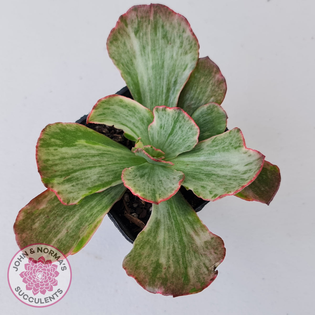 Echeveria Marijah Red & White Variegata