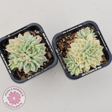 Load image into Gallery viewer, Echeveria Mebina Variegated