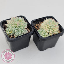 Load image into Gallery viewer, Echeveria Mebina Variegated