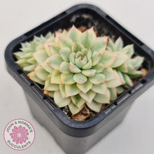 Load image into Gallery viewer, Echeveria Mebina Variegated