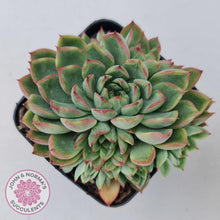 Load image into Gallery viewer, Echeveria Mebina - John & Norma's Succulents