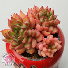 Load image into Gallery viewer, Echeveria Mebina (multi)