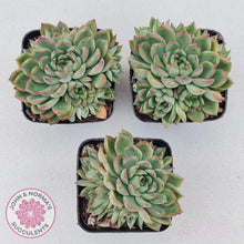 Load image into Gallery viewer, Echeveria Mebina - John & Norma's Succulents